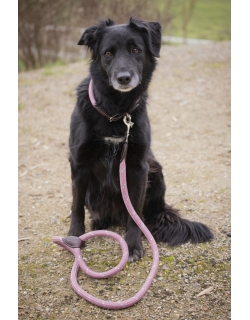 Billie Dog Leash - Pink