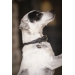 Collier pour Chien Olie - Noir