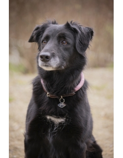 Collier pour chien Billie - Rose