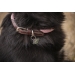 Collier pour chien Billie - Rose