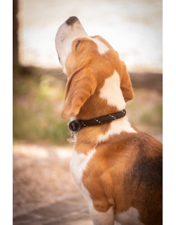 Billie Dog Collar - Black