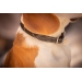 Billie Dog Collar - Black